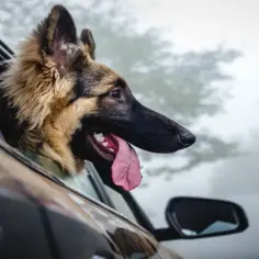 Ile waży dorosły owczarek niemiecki długowłosy? Sprawdź, aby uniknąć problemów zdrowotnych