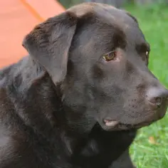 Czekoladowy labrador leży na trawie. Czy labrador jest agresywny? Ten łagodny piesek zaprzecza tej tezie.