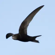 Jerzyk w locie, z długimi, sierpowatymi skrzydłami, szykuje się do odlotu.