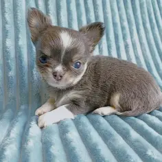 Uroczy szczeniak blue merle chihuahua z niebieskimi oczami leży na miękkim, błękitnym kocu.