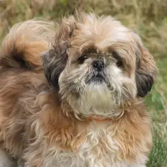 Puszysty piesek Shih Tzu z zaciekawieniem patrzy w obiektyw. Zastanawiasz się, czy psu można dać hydroksyzynę?