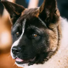 Piękny pies rasy Akita Inu, z pewnością zastanawiasz się, ile kosztuje pies Akita.