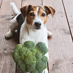 Jack Russell z zaciekawieniem patrzy na brokuły. Czy psy mogą jeść brokuły? Ten psiak wydaje się być gotowy do próby!