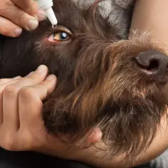 "Cherry eye" u psa? Zabieg, koszty, opieka pełny przewodnik