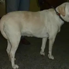 Biały pies rasy labrador stoi na ciemnym tle, widoczny od boku.
