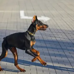 Czarny doberman obcięte uszy biegnie po chodniku.