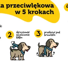 Lęk psa przed burzą i fajerwerkami: Skuteczne metody BEZ LEKÓW