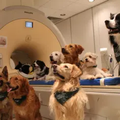 Twój pies rozumie mowę? Badania fMRI zmieniają perspektywę.