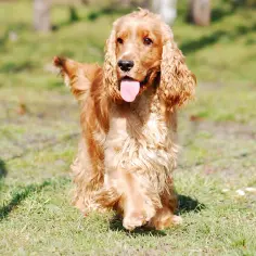 Rudy cocker spaniel z językiem na wierzchu, wesoło biegnie po trawie. Zastanawiasz się, ile waży cocker spaniel?