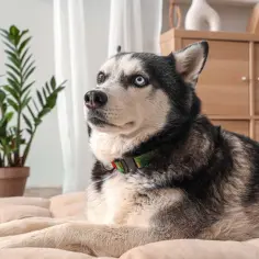 Jak wygląda pies husky? Odkryj ich niesamowity wygląd i cechy