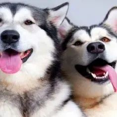 Jak odróżnić husky od malamuta - kluczowe różnice i cechy