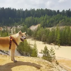 Jak długo żyje akita inu? Poznaj kluczowe czynniki wpływające na życie psa