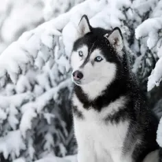 Ile kosztuje husky z rodowodem? Poznaj ceny i ważne czynniki