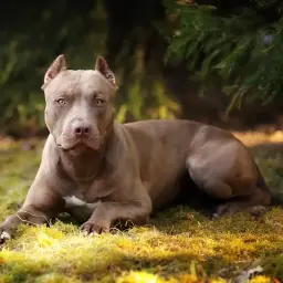 Potężny pitbull leży na trawie, jego sylwetka sugeruje, ile waży pitbull. W tle las.