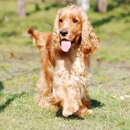 Rudy cocker spaniel z językiem na wierzchu, wesoło biegnie po trawie. Zastanawiasz się, ile waży cocker spaniel?