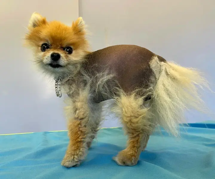 Pomeranian łysieje? Alopecia X: Kompleksowy przewodnik dla właścicieli