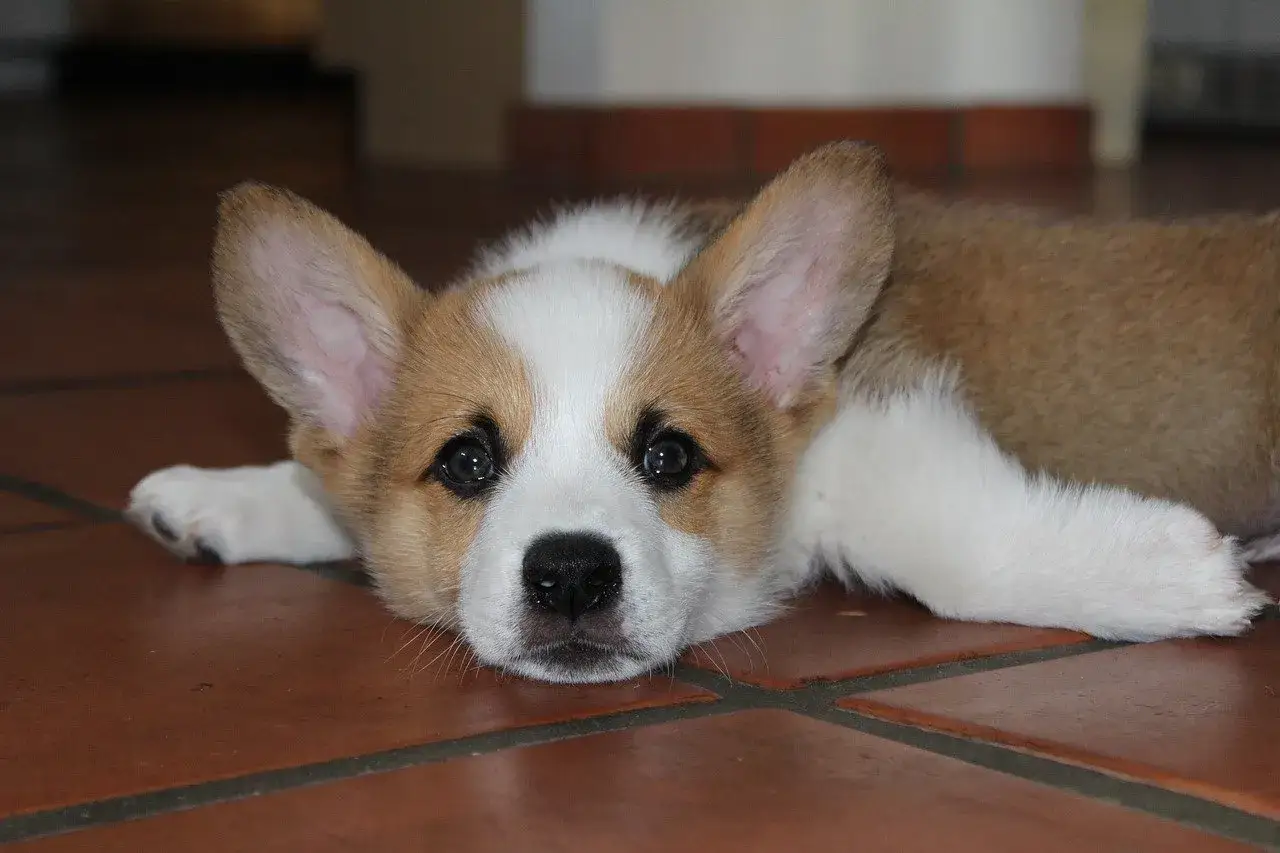 Słodki szczeniak corgi leży na podłodze. Zastanawiasz się, czy psu można podać paracetamol? Nie!