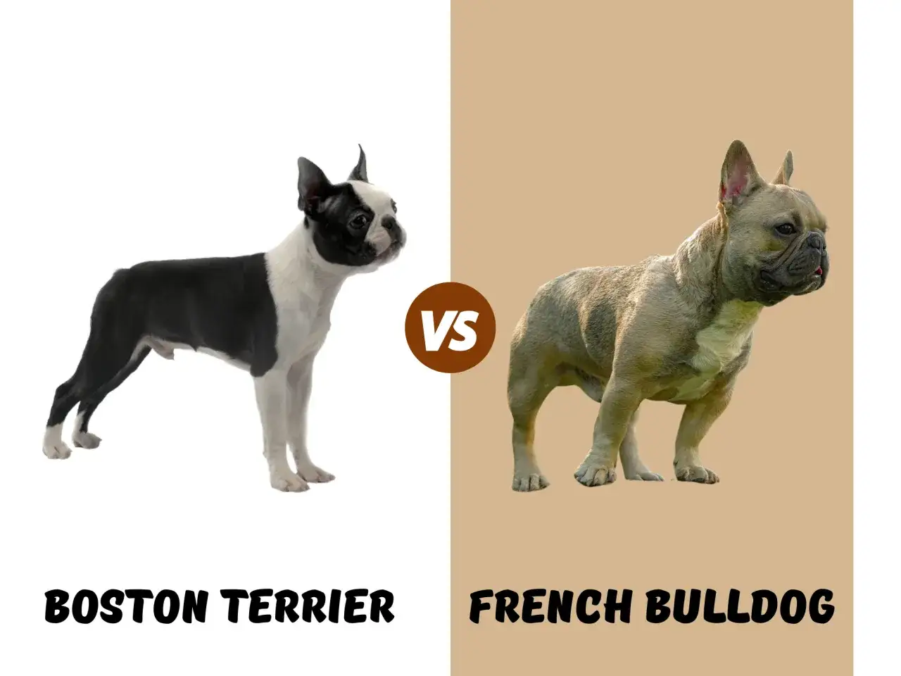 Boston terrier kontra buldog francuski: porównanie dwóch uroczych ras psów.