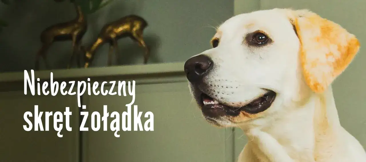 Schemat skrętu żołądka u psa