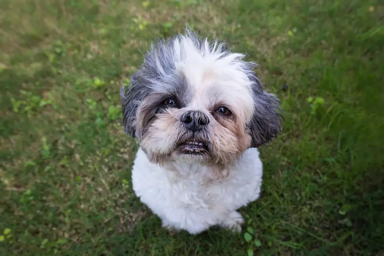 Uroczy shih tzu czy maltańczyk z puszystą sierścią siedzi na trawie, patrząc w górę z zaciekawieniem.