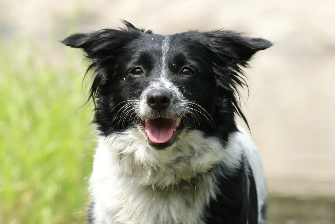 Szczęśliwy mieszaniec border collie z mokrym futrem i otwartym pyskiem, patrzący wprost.