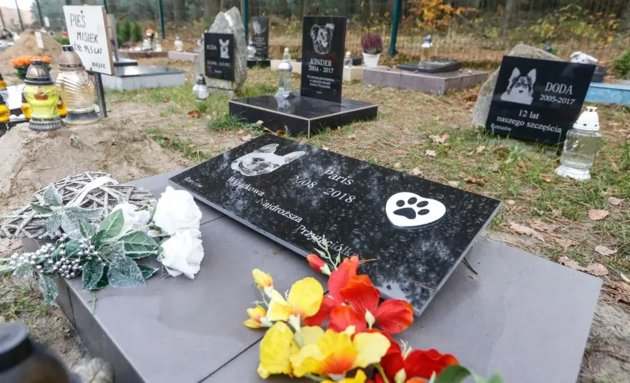 Cmentarz dla zwierząt, gdzie pochować psa. Nagrobki z imionami i datami, kwiaty i znicze.