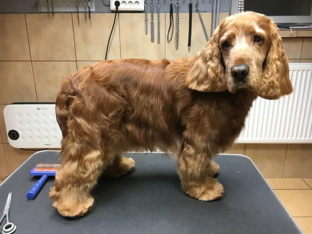 Cocker spaniel z piękną, zadbaną sierścią, gotowy na nowe fryzury.