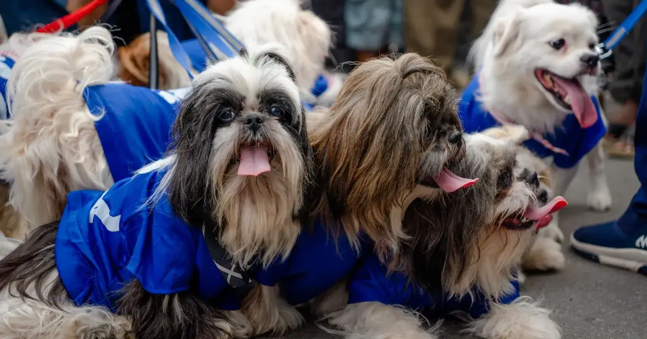 Grupa uroczych psów w niebieskich kubraczkach. Czy to shih tzu czy maltańczyk? Trudno odróżnić te puchate mordki!