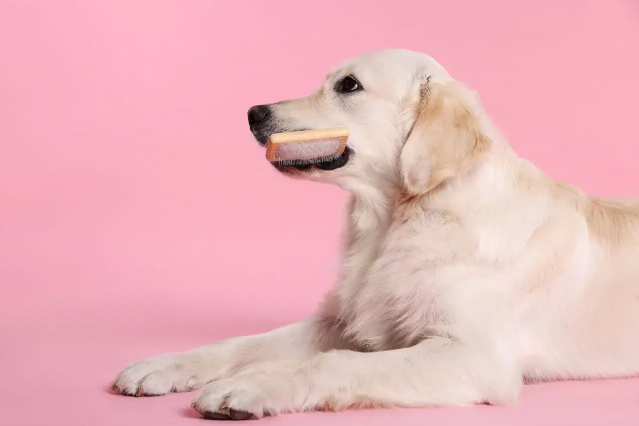 Złoty retriever leży na różowym tle, trzymając w pysku szczotkę dla labradora.