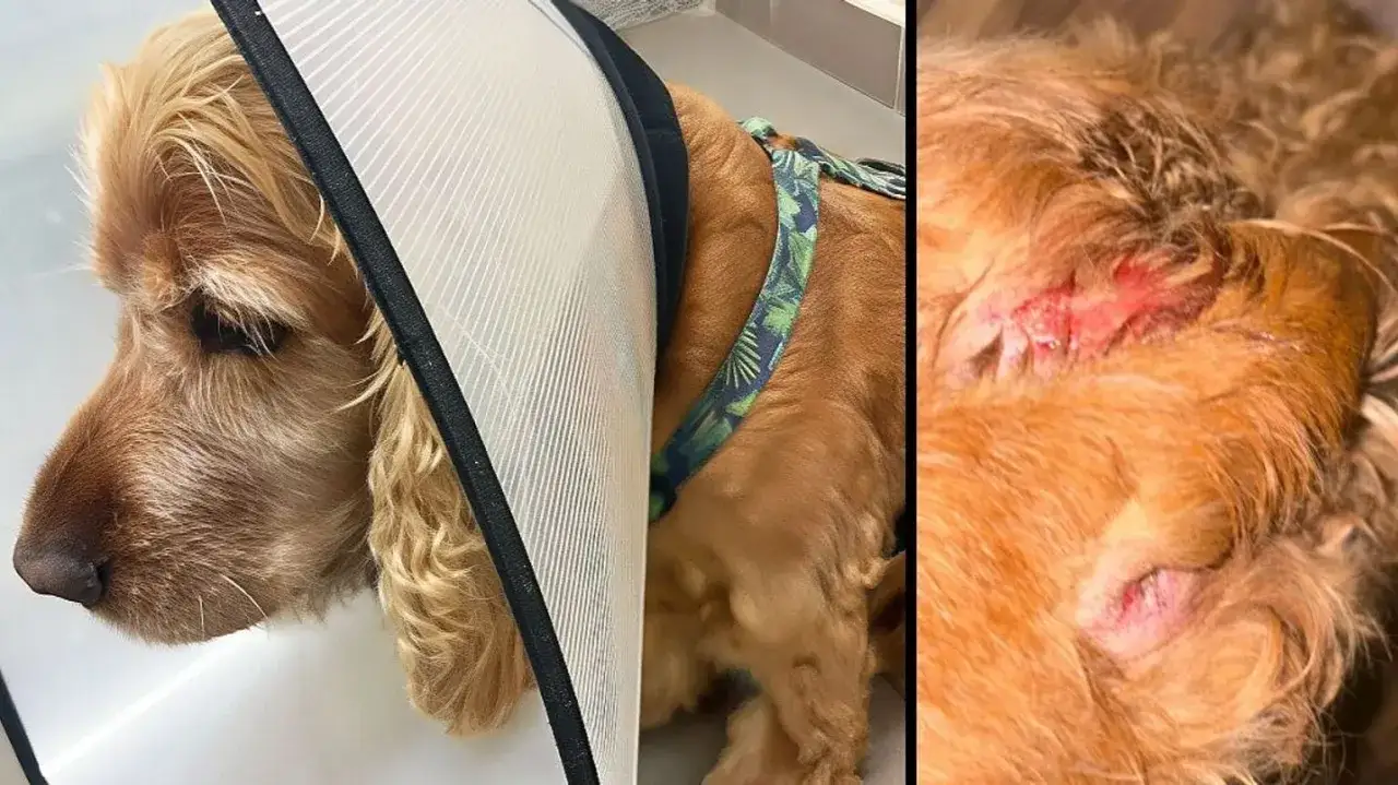 Cocker spaniel w kołnierzu ochronnym, z ranami na uszach. Czy cocker spaniel jest agresywny? Ten piesek potrzebuje troski.