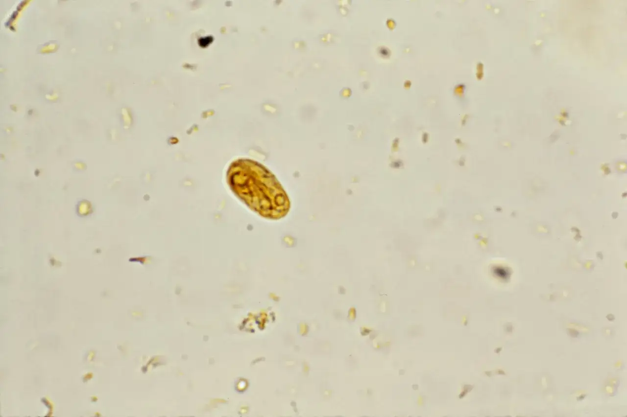Giardia lamblia mikroskop