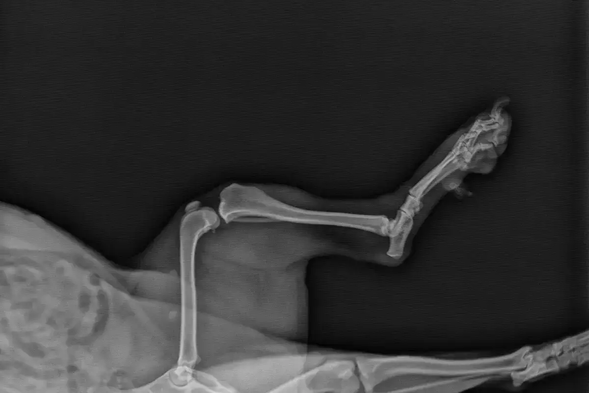 Anatomia kolana psa schemat
