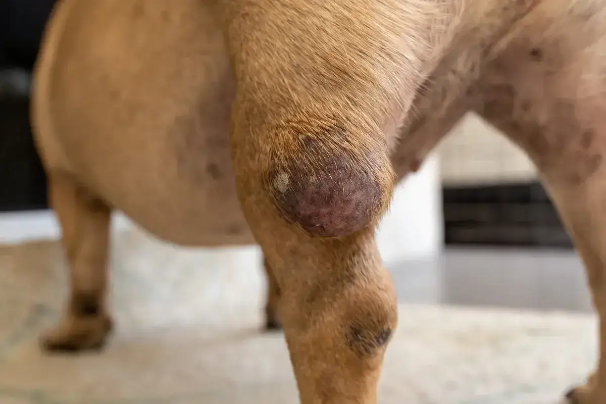 różne typy mastocytomy u psów