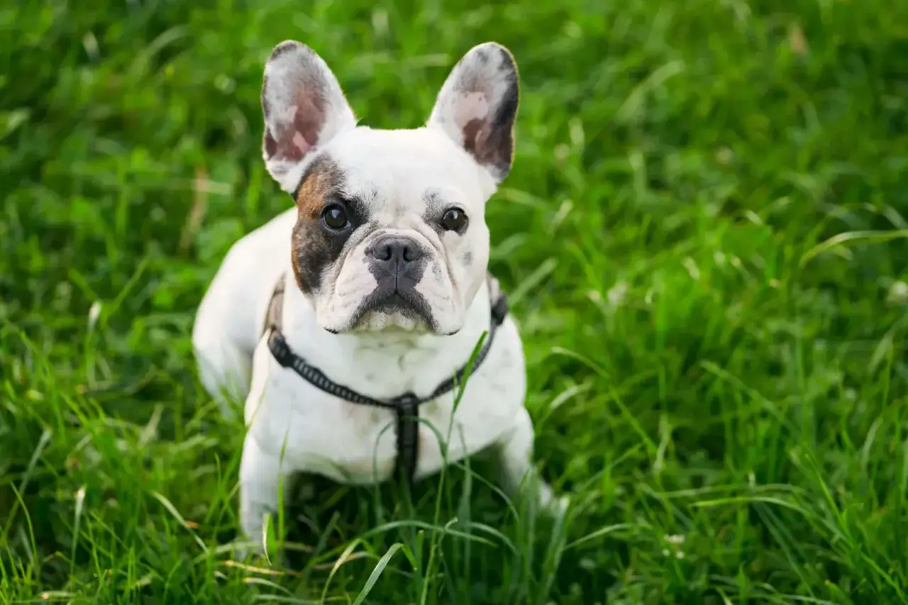 Uroczy buldog francuski w czarno-białe łaty siedzi na zielonej trawie. Idealny do pielęgnacji, ta szczotka dla buldoga francuskiego sprawi, że jego sierść będzie lśniąca.