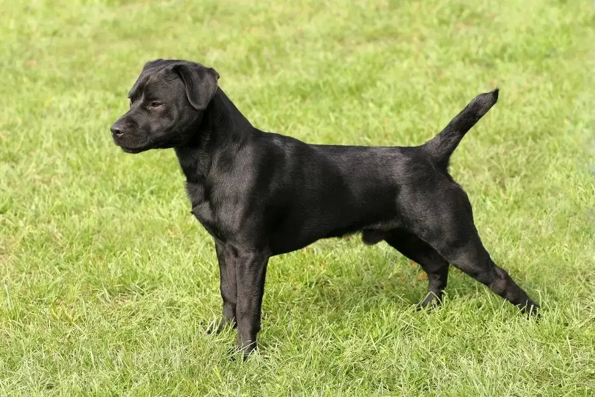 rasy psów predysponowane do dcm