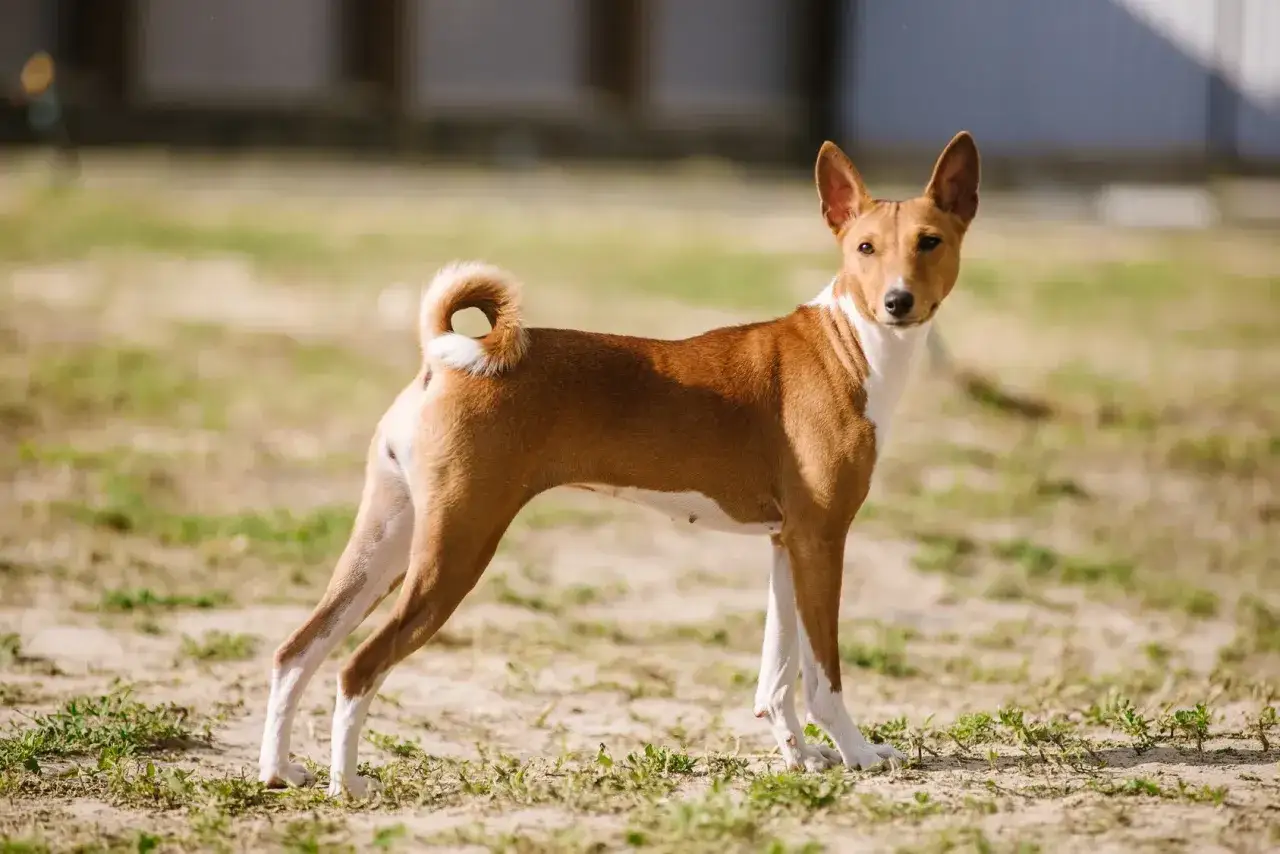 Basenji, pies który nie szczeka, stoi na trawiastym podwórku. Jego charakterystyczny, zakręcony ogon jest uniesiony.
