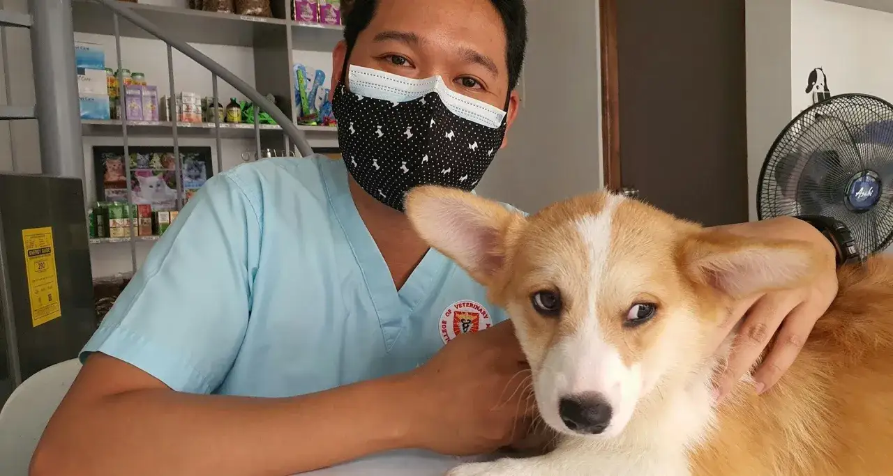 Weterynarz w maseczce obejmuje Corgi. Piesek ma podwyższony mocznik, ale wygląda na spokojnego.