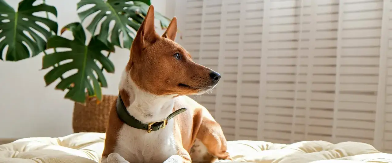 Basenji, znany z tego, że nie szczeka, leży na poduszce obok monstery.