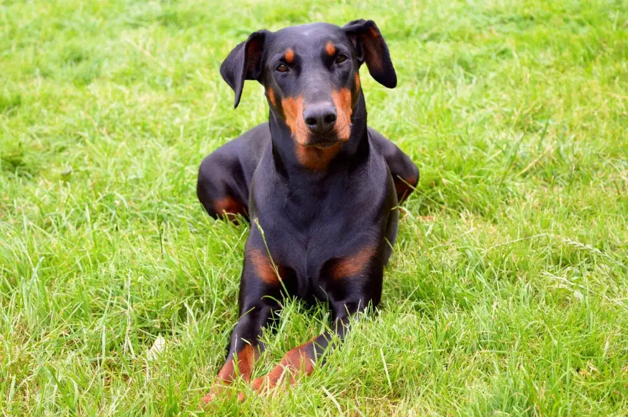 Czarny doberman obcięte uszy leży na zielonej trawie, patrząc prosto w obiektyw.