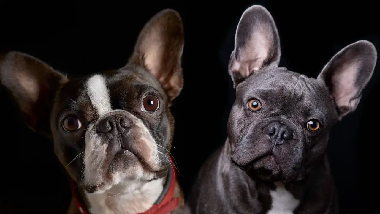 Boston terrier i buldog francuski patrzą w obiektyw z czarnym tłem.