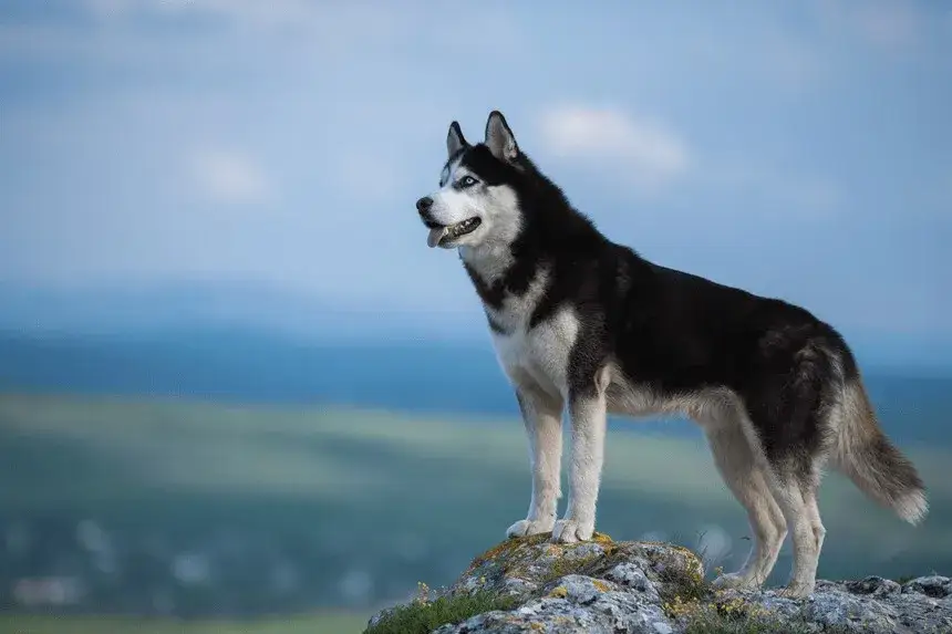 Zdjęcie Jak długo żyją husky? Fakty, które mogą cię zaskoczyć