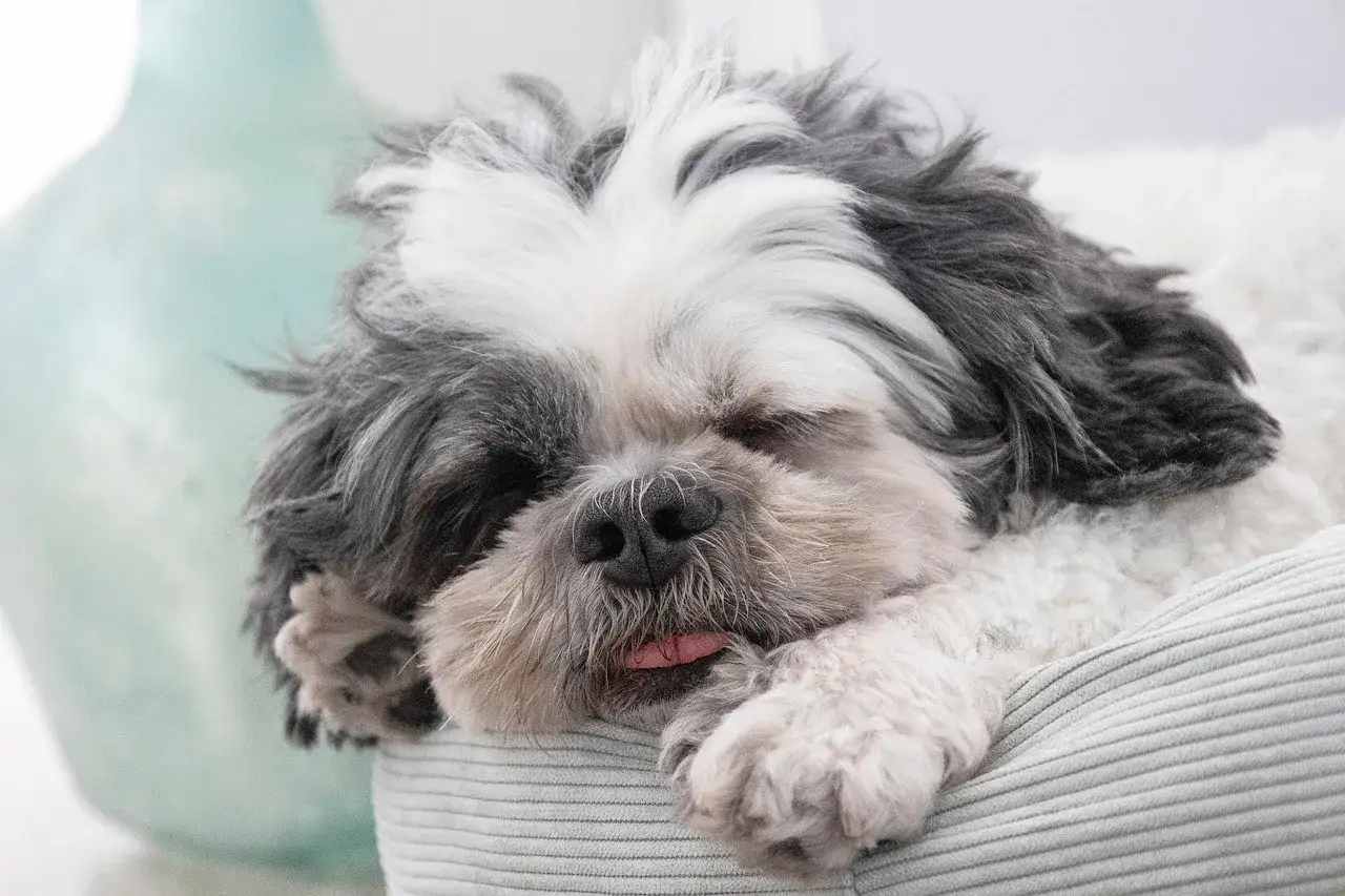 Śpiący piesek rasy Shih Tzu z wystającym języczkiem. Czy pies może hydroksyzyne? Weterynarz doradzi.