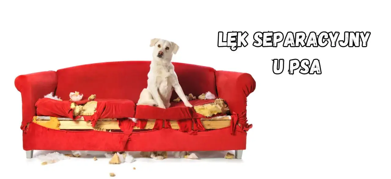 Biały pies siedzi na zniszczonej czerwonej kanapie. Widać, że pies wyje sam w domu, niszcząc meble.