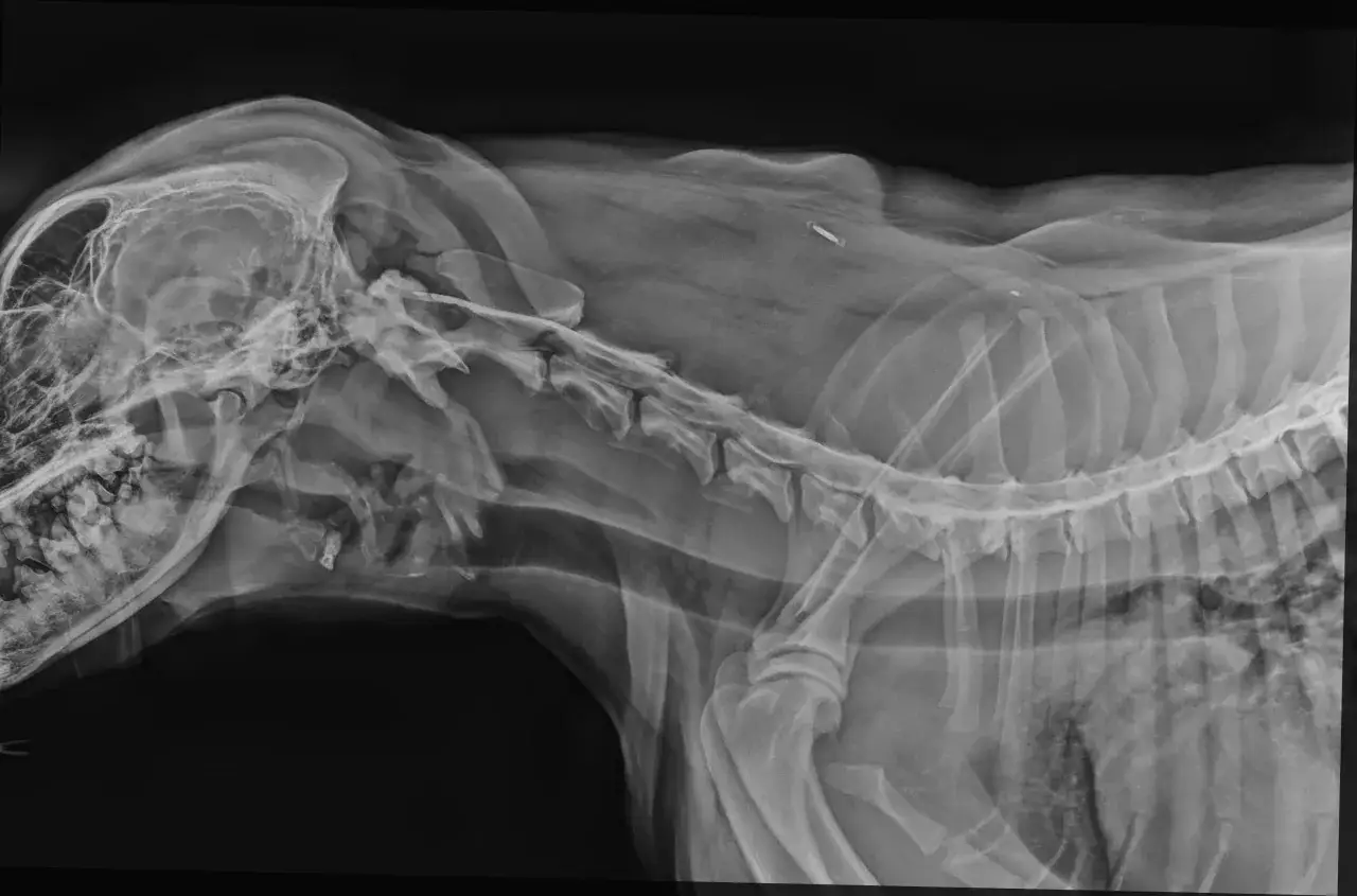diagnostyka dyskopatii u psa MRI TK