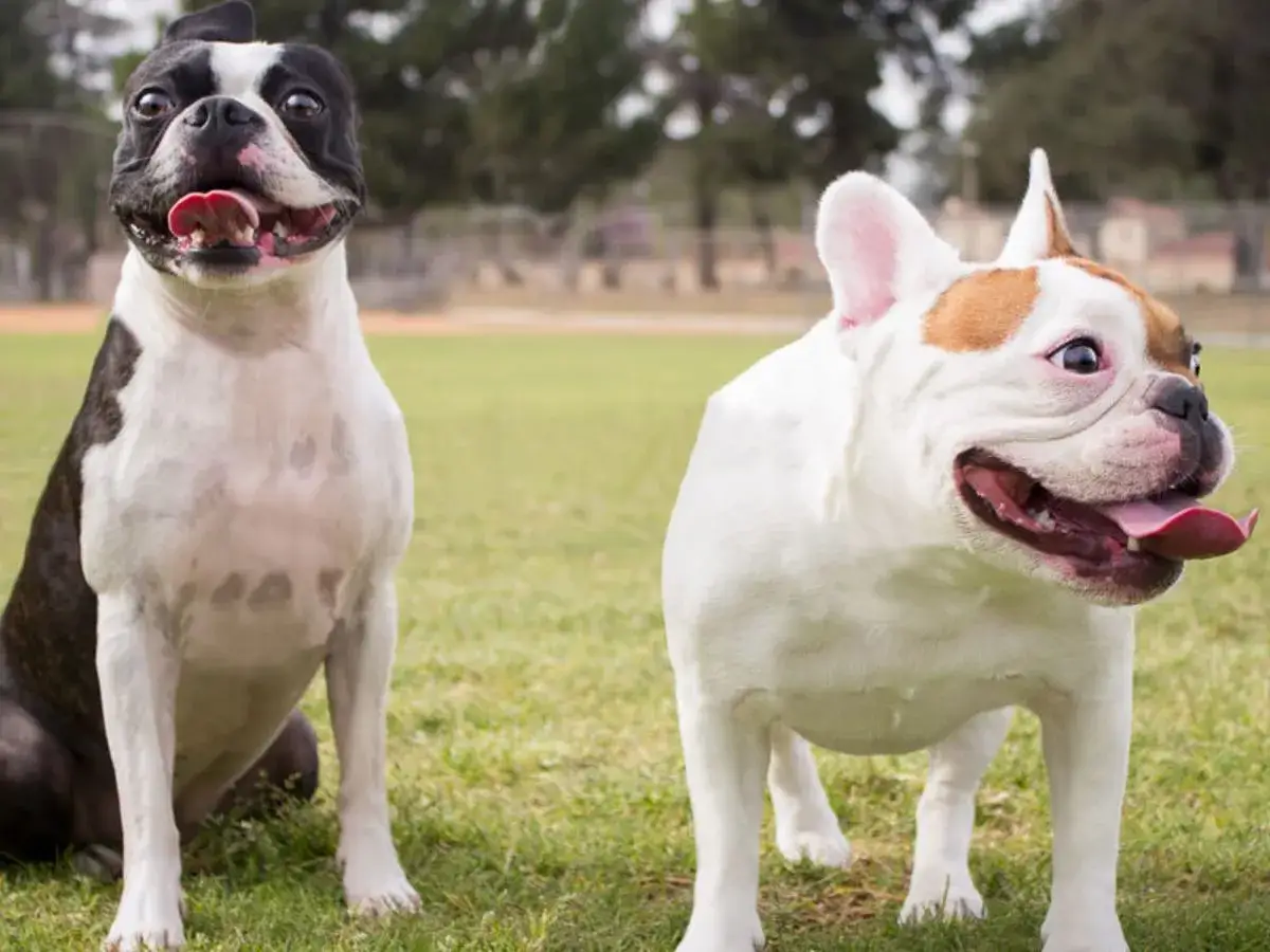 Uśmiechnięty boston terrier i buldog francuski na trawie, gotowi do zabawy.