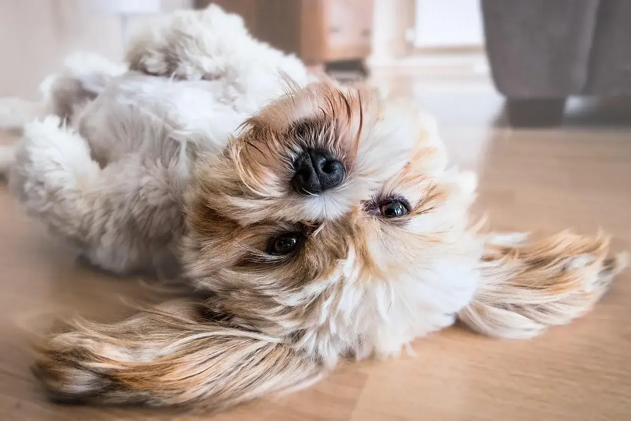 Uroczy piesek leży na plecach. Czy to shih tzu czy maltańczyk? Jego puszyste futerko i łagodne oczy zachwycają.