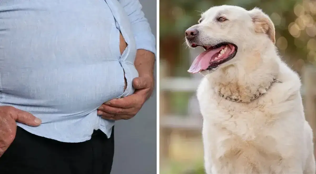 Labrador z nadwagą i zdrowy Labrador porównanie