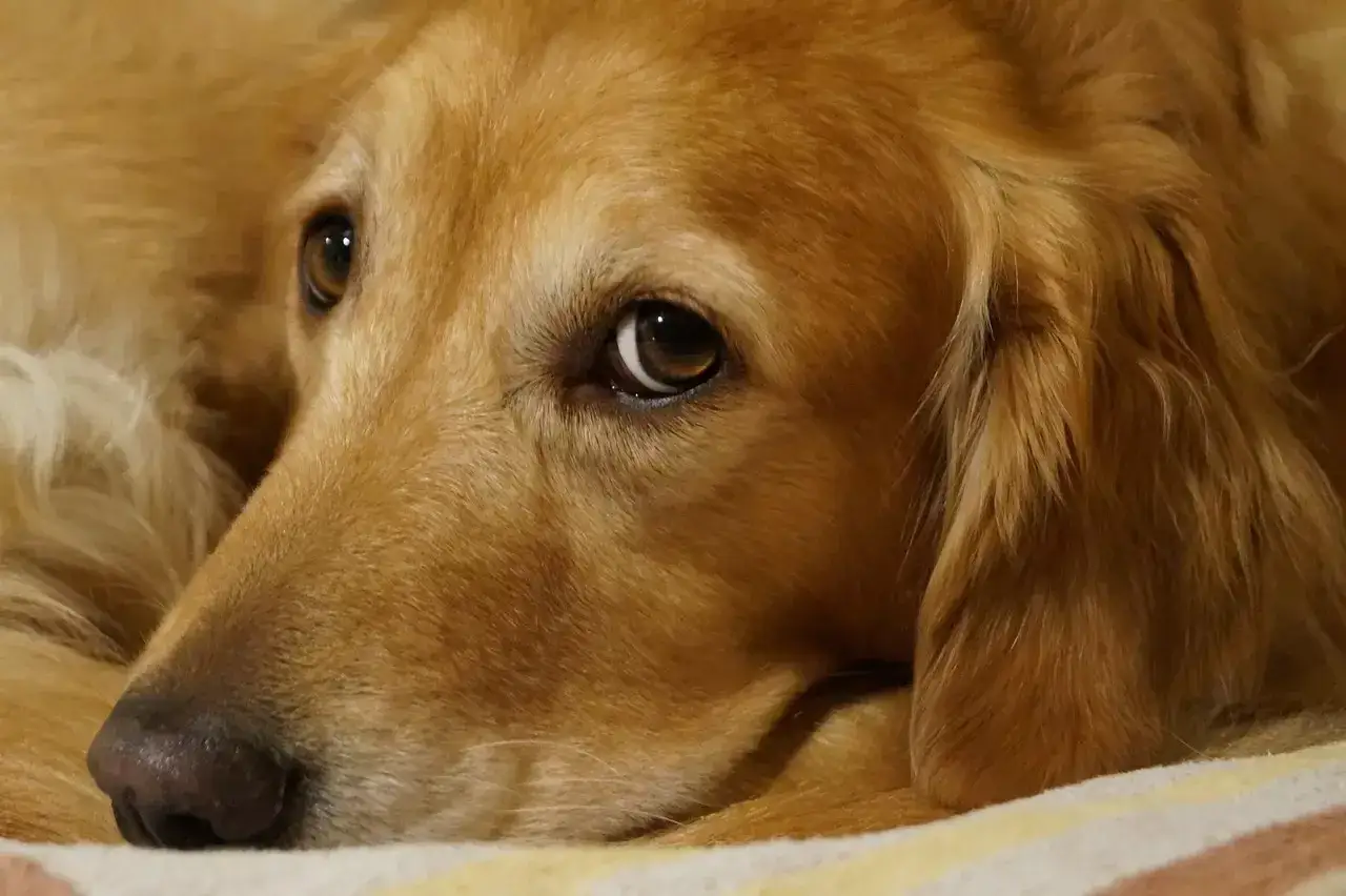 Słodki golden retriever mieszaniec z brązowymi oczami odpoczywa na kocu.