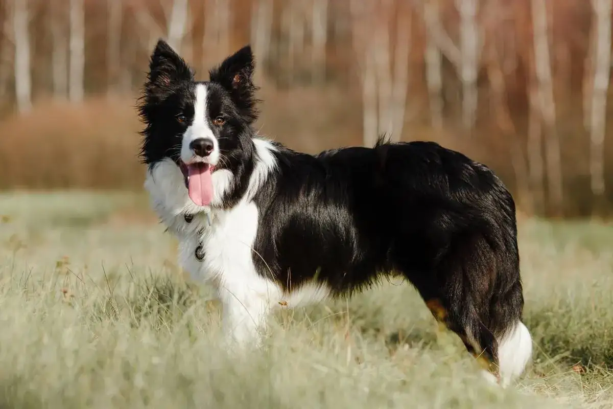 Mieszaniec border collie z jednym niebieskim okiem, z językiem na wierzchu, stoi na trawie.