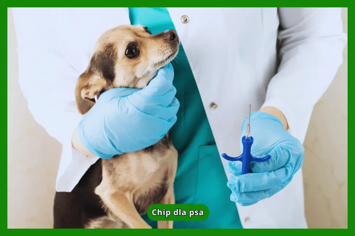 Weterynarz trzyma psa i strzykawkę z chipem. Czy chip u psa jest wyczuwalny?